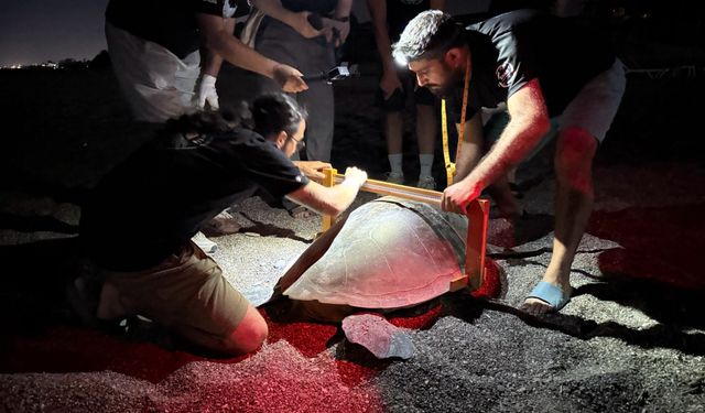 Yavru carettaları kurtaracak 'kırmızı ışık' projesi 4 otelde başladı