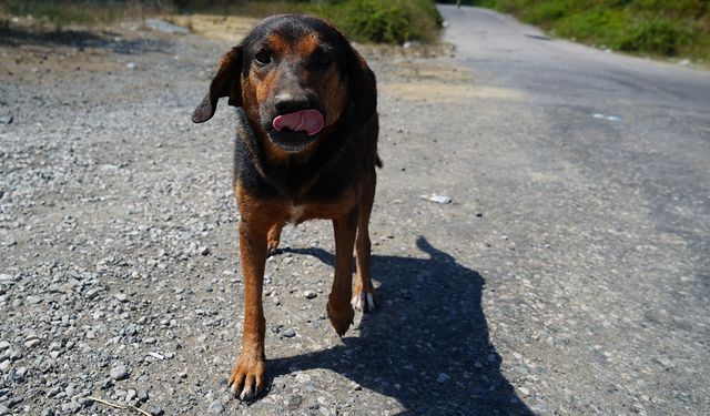 İstanbul Valiliği duyurdu: Sokak köpeklerini kontrolsüz beslemek yasaklandı