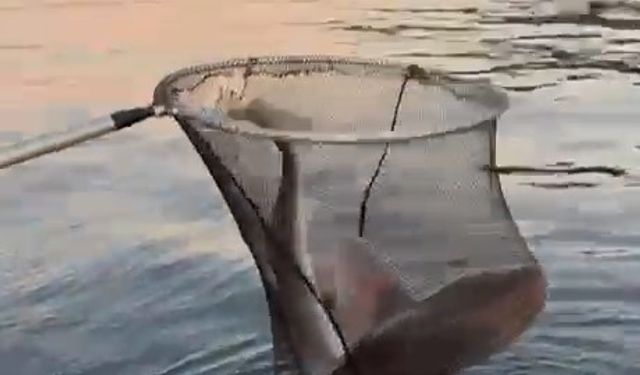 Gemlik Körfezi'nde balıkçıların oltasına köpek balığı takıldı