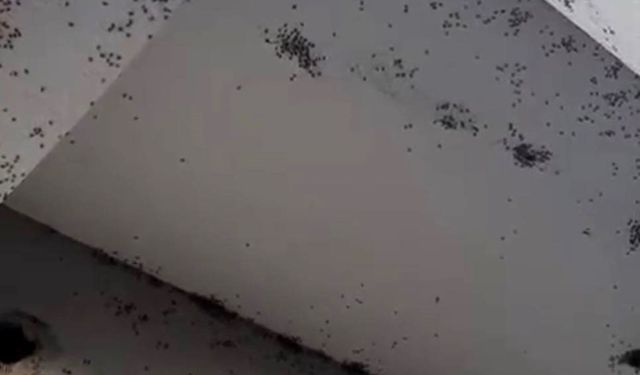 Siirt’te bir evin dış cephesini sinekler istila etti