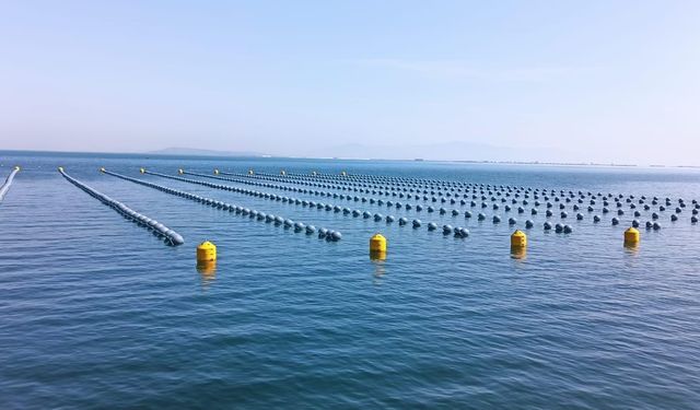 İstanbul'daki gıda zehirlenmesi ve kaçak midye gerçeği