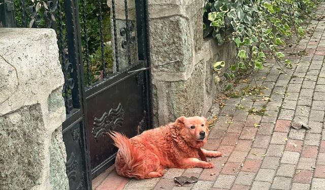 Boyalı köpekler merak uyandırdı