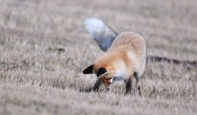 Ardahan’da kızıl tilkinin fare avı