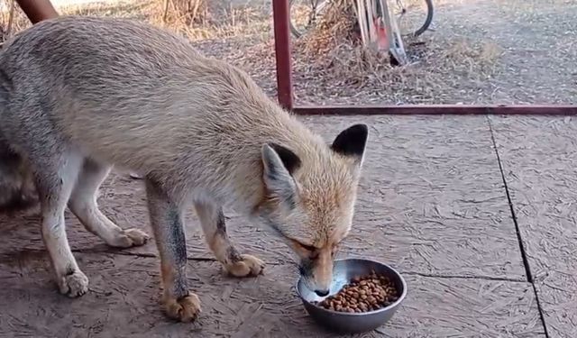 Tilki ile sohbet gülümsetti