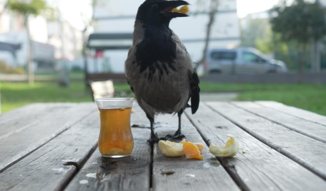 Bu karga çay içip Rize helvası yiyor: Organik gıdaları seviyor