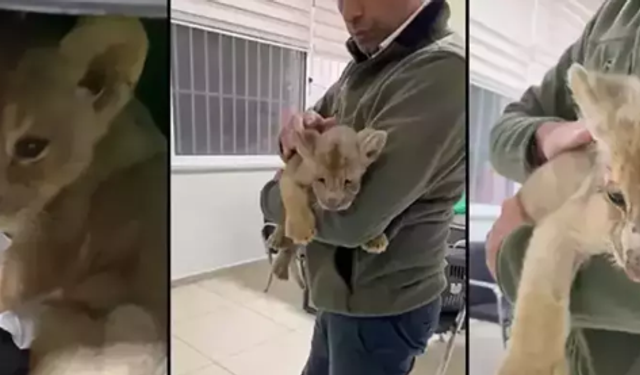 Yasa dışı yollarla Türkiye'ye getirilen aslan yavrusuna el konuldu