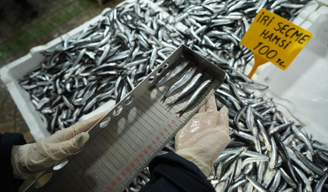 Balık tezgahlarına yakın markaj: 109 kişi ve işletmeye 2,5 milyon TL ceza