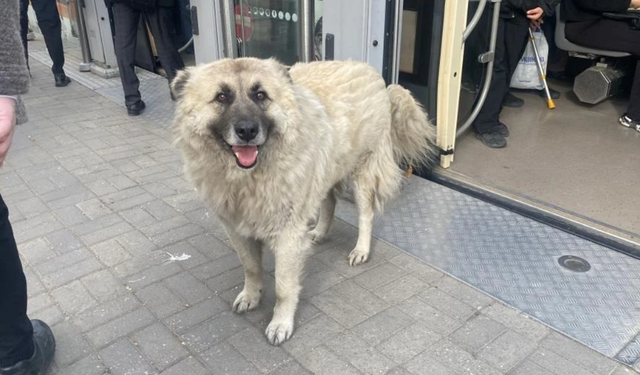 Tramvaya binen sevimli köpek ilgi odağı oldu