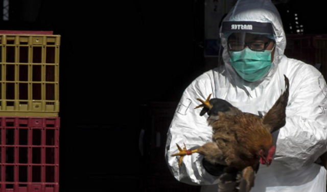 ABD'de ‘H5N5’ gribiyle enfekte olan bir kişi hayatını kaybetti