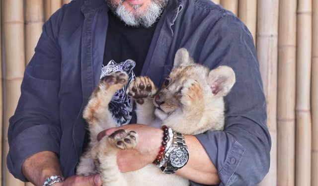 Tuzla'da denetimde ele geçirilen yavru aslana 'Hugo' adı verildi: 'Artık vatanı burası'