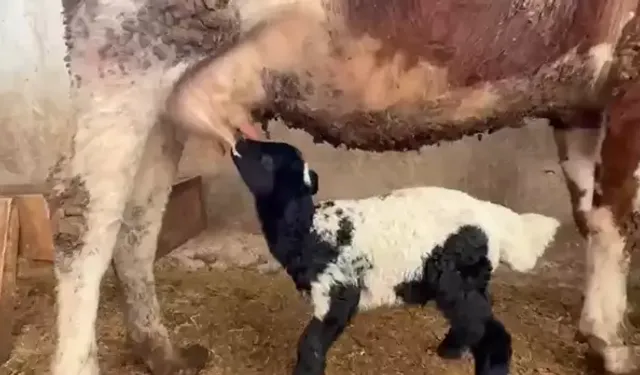 Tokat’ta annesi ölen kuzuyu inek emziriyor
