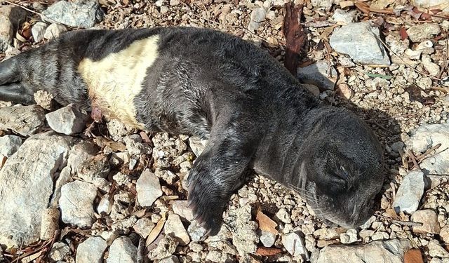 Yavru foka balıkçı şefkati: "Seni iyileştireceğiz evlat"