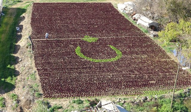 1,5 dönümlük tarlaya 13 bin marulla Türk bayrağı deseni