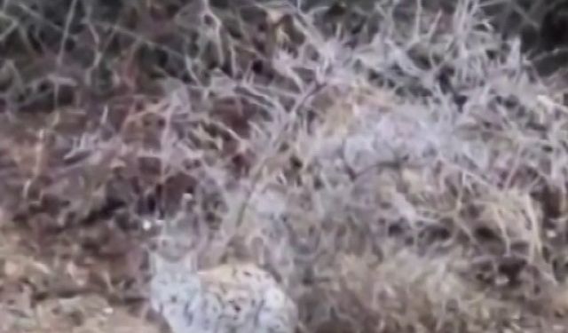 Başta kedi sandı, gerçeği anlayınca şaşırdı