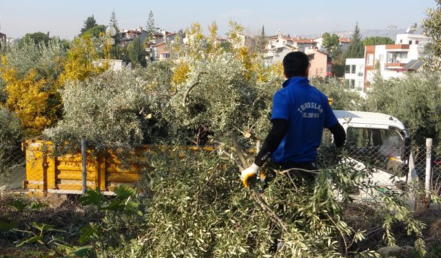 Toroslar Belediyesi zeytin ağaçlarını kesti