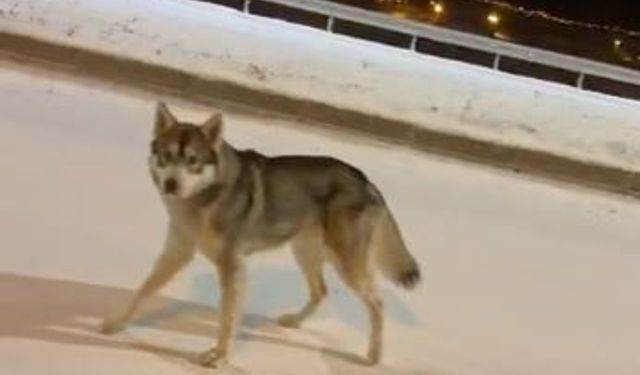 Ardahan'da şehre inen kurt görüntülendi