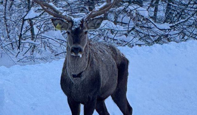 Beyaza bürünen doğada kızıl geyik sürprizi