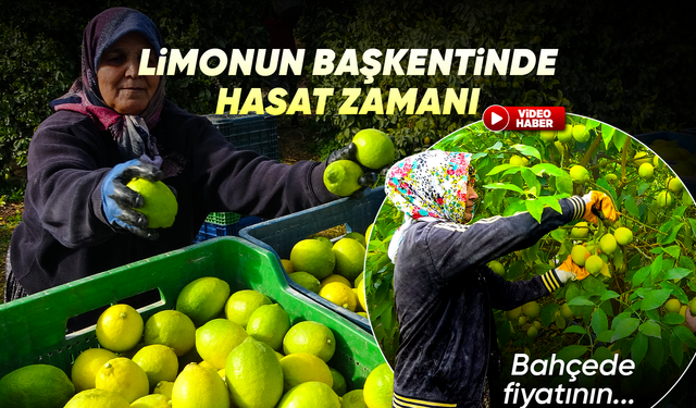 Binlerce ailenin geçim kaynağı limonun başkentinde hasat zamanı