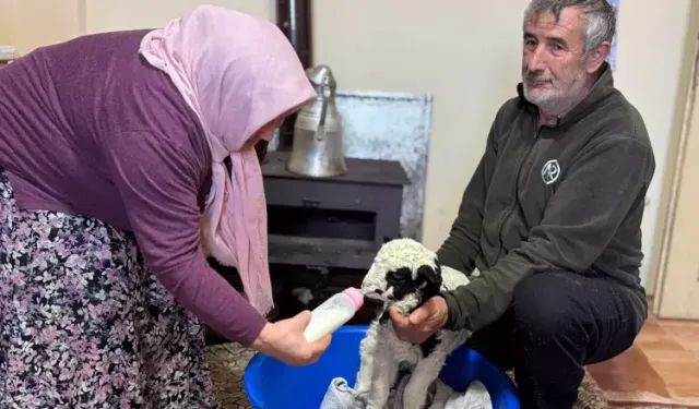 1 haftalık kuzuya evde bebek gibi bakıyorlar