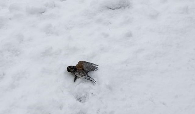 Donmak üzere olan kuşu aracına alarak ısıttı