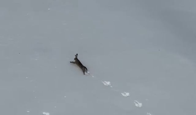 Kar üzerinde koşan yaban tavşanı görüntülendi