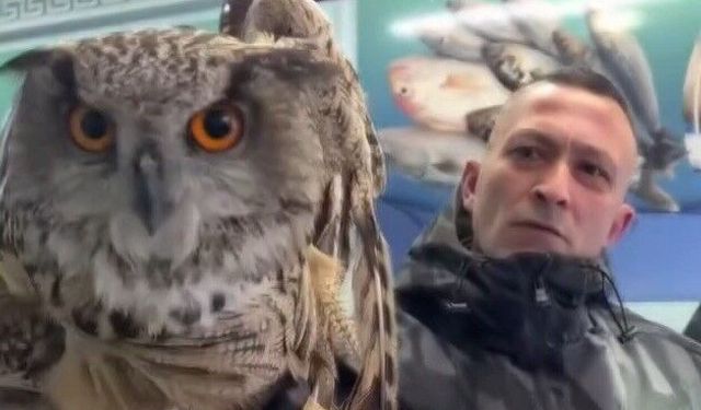 Erzincan’da soğuktan bitkin düşen baykuş vatandaşların duyarlılığıyla kurtarıldı