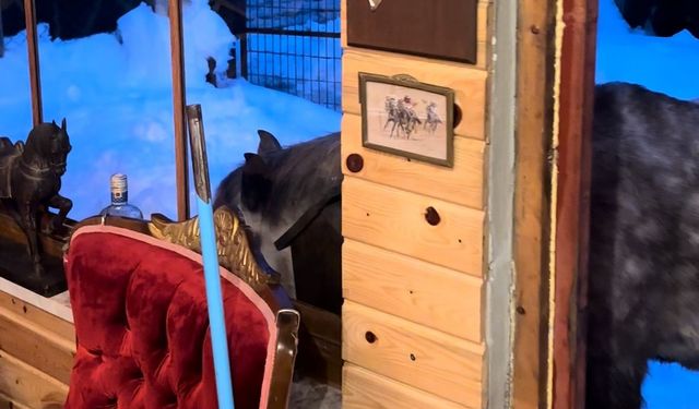 Yabani yılkı atları evine kadar geldi, ortaya samimi anlar çıktı: "Hoş geldiniz"