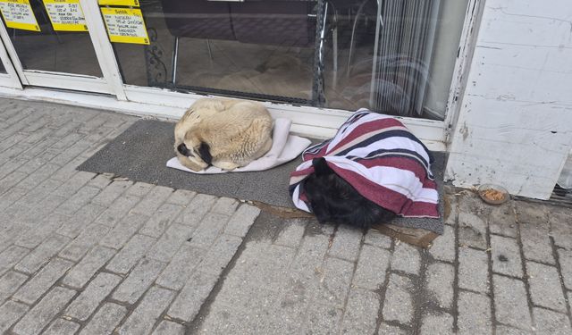 Üşüyen sokak köpeği için bulduğu çözüm yürekleri ısıttı
