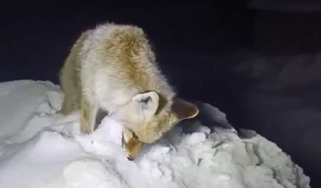 Yüksekova’da Sibirya soğukları: Tilki ayakta dondu