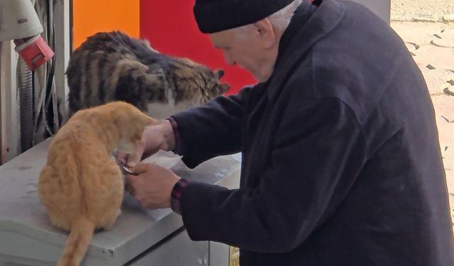 Yaşlı adamın sokak kedilerine şefkati yürekleri ısıttı