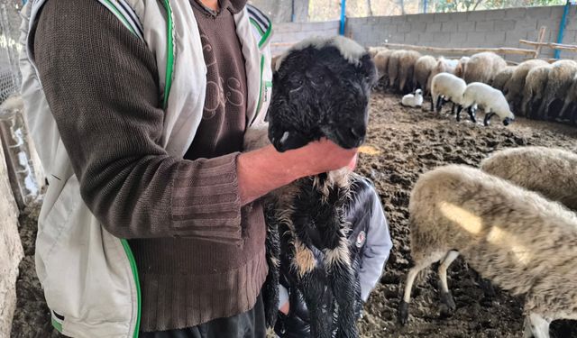 Çift başlı ve 4 gözlü doğan kuzu herkesi şaşkına çevirdi!