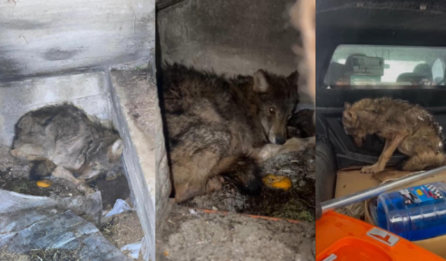 Kar nedeniyle aç kalan kurt, köpek barınağına sığındı
