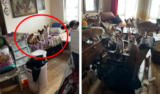 Eve Hapsedilen 38 Köpek ve 17 Kedi Kurtarıldı