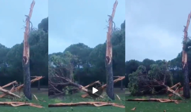 Antalya’da Doğa Felaketi: Yıldırım düşen ağacın son hali şoke etti