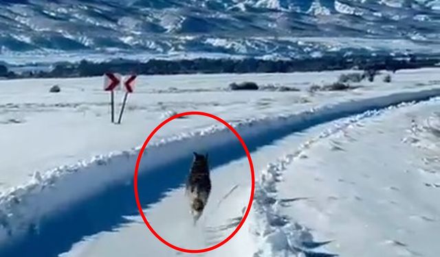 Karlı yolda paletli ambulansın önünden koşan kurt görüntülendi