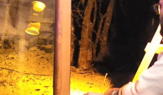 Kartepe’de yiyecek arayan tilkiyi, eliyle besledi