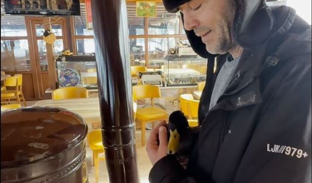 Bitkin bulunan ördek, beslenip doğaya salındı