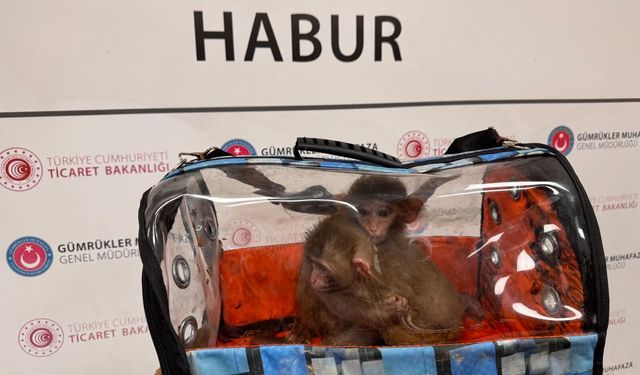 Ticaret Bakanlığı 85 binden fazla canlı hayvan ele geçirdi