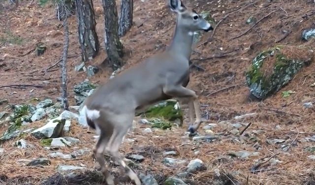 Uludağ'da fotokapana yakalanan karacanın sevimli halleri