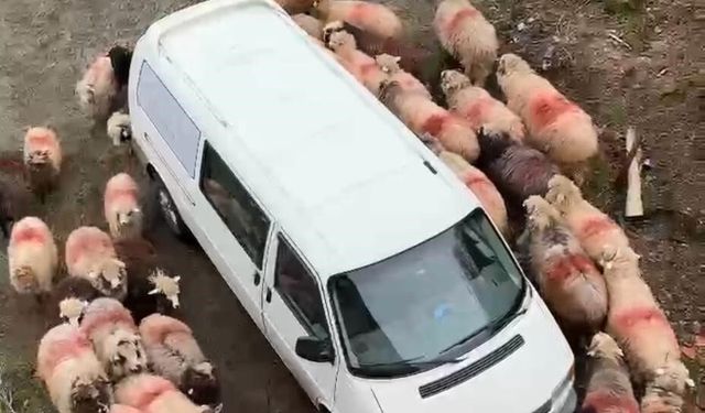 Trabzon’da ilginç görüntüler