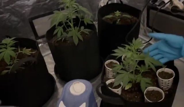 Özel düzenekle uy*şturucu yetiştirilen eve polis baskını