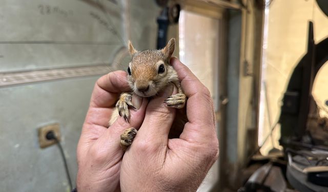 Ormanda bulduğu sincap en yakın dostu oldu