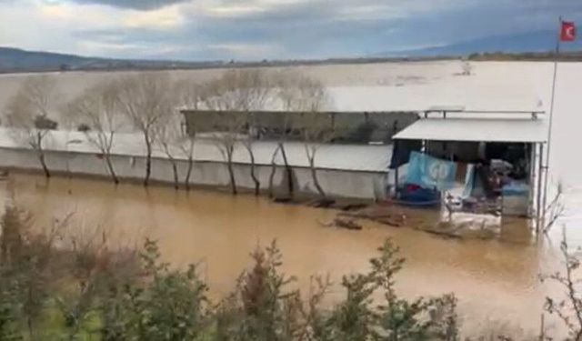 Sel sularının ortasındaki depoda mahsur kalan köpekler yürek burktu