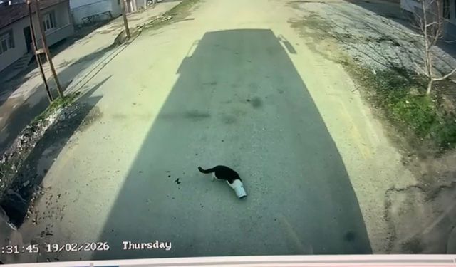 Konserve kutusuna sıkışan kediyi otobüs şoförü kurtardı