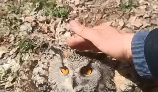 Doğada bulduğu puhu kuşunu ‘fıstık’ diyerek sevdi