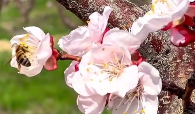Mersin'de kayısı ağaçları çiçeklendi