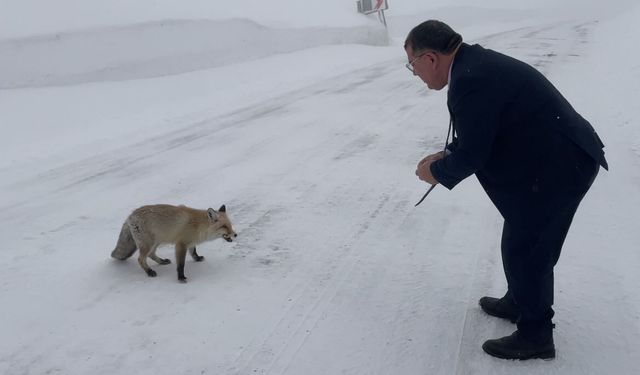 Belediye başkanı karlı yolda aç kalan tilkiyi eliyle besledi