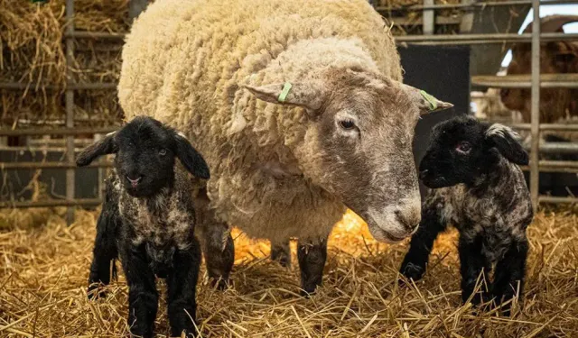 Dünya'nın en yalnız koyunu artık yalnız değil!