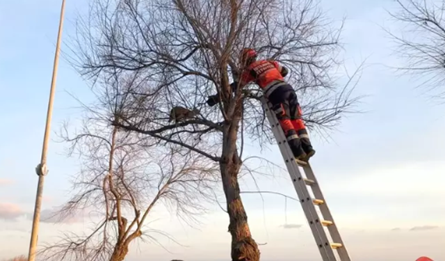 Mahsur kaldığı ağaca ikinci kez tırmandı; itfaiye erine saldırdı