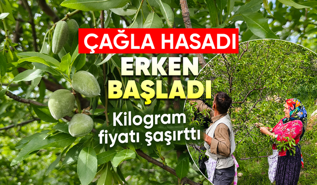 Turfanda Çağla Hasadı Erken Başladı